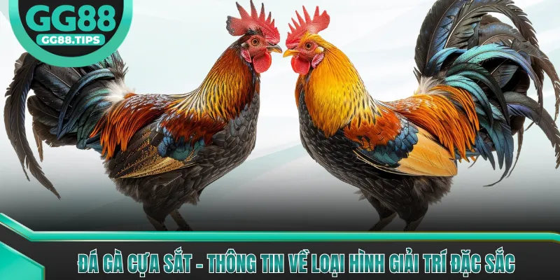Đá Gà Cựa Sắt - Trải Nghiệm Đá Gà Kịch Tính Nhất 2026