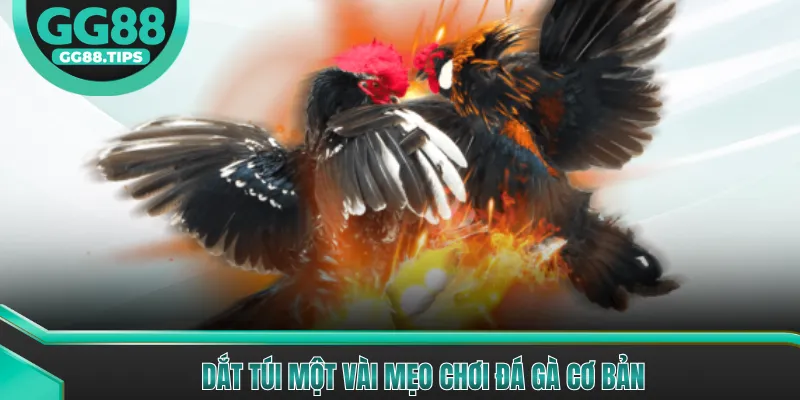 Đá Gà Cựa Sắt - Trải Nghiệm Đá Gà Kịch Tính Nhất 2026