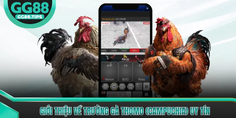 Trường Gà Thomo (Campuchia) Mang Đến Trận Đấu Đẳng Cấp