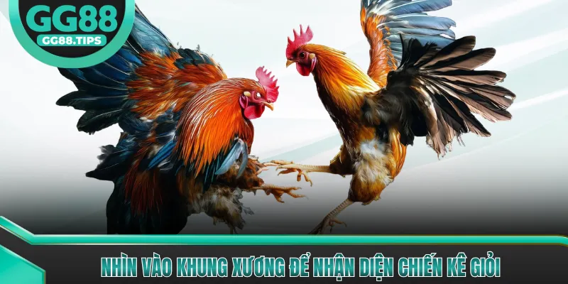 Phân Biệt Các Giống Gà Chọi Tốt Nhất Hiện Nay 2026