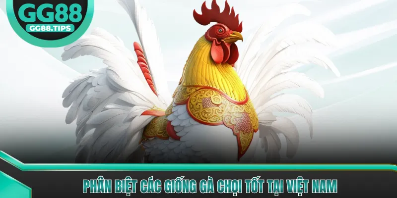 Phân Biệt Các Giống Gà Chọi Tốt Nhất Hiện Nay 2026