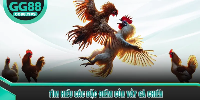 Đá Gà Đòn - Kỹ Thuật Chọn Giống Và Huấn Luyện Gà 2026