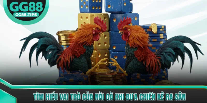 Trường Gà Thomo (Campuchia) Mang Đến Trận Đấu Đẳng Cấp